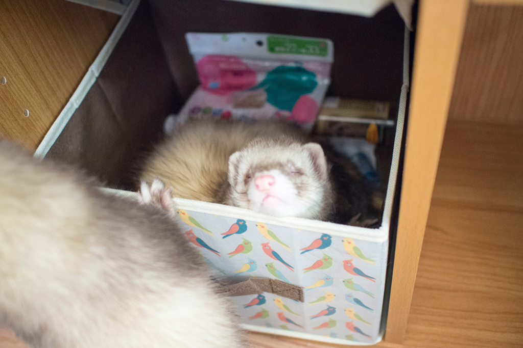 f:id:rokuzeudon:20160208185707j:plain