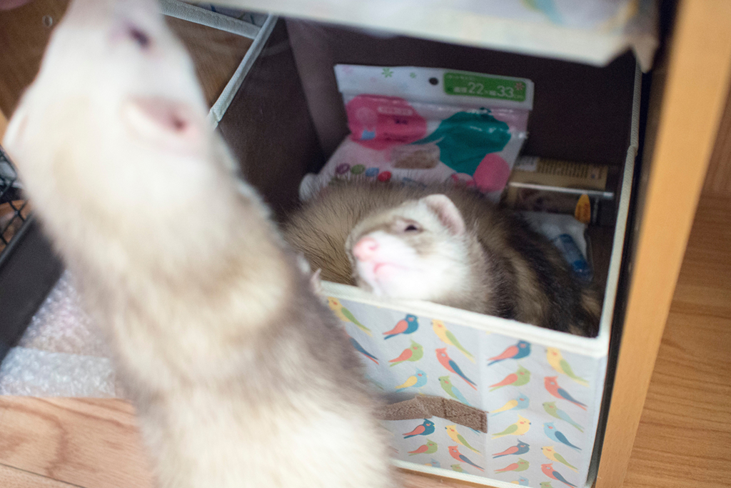 f:id:rokuzeudon:20160208185713j:plain