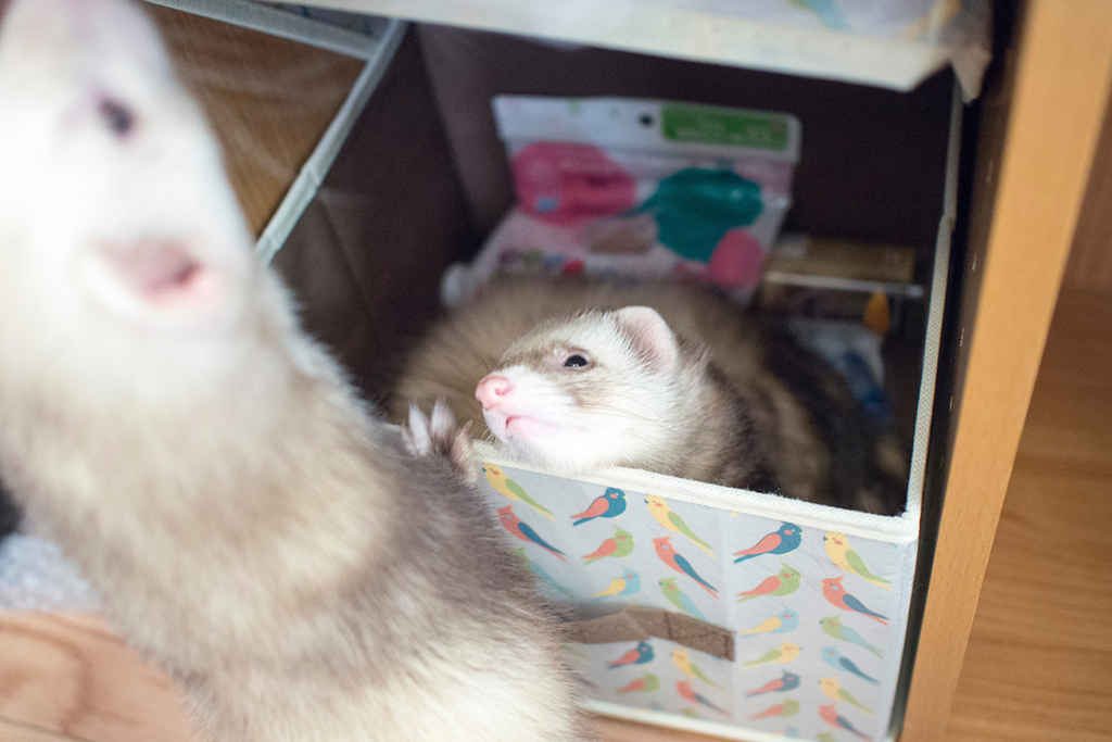 f:id:rokuzeudon:20160208185718j:plain