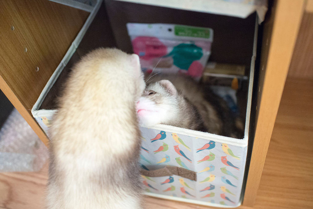 f:id:rokuzeudon:20160208185724j:plain