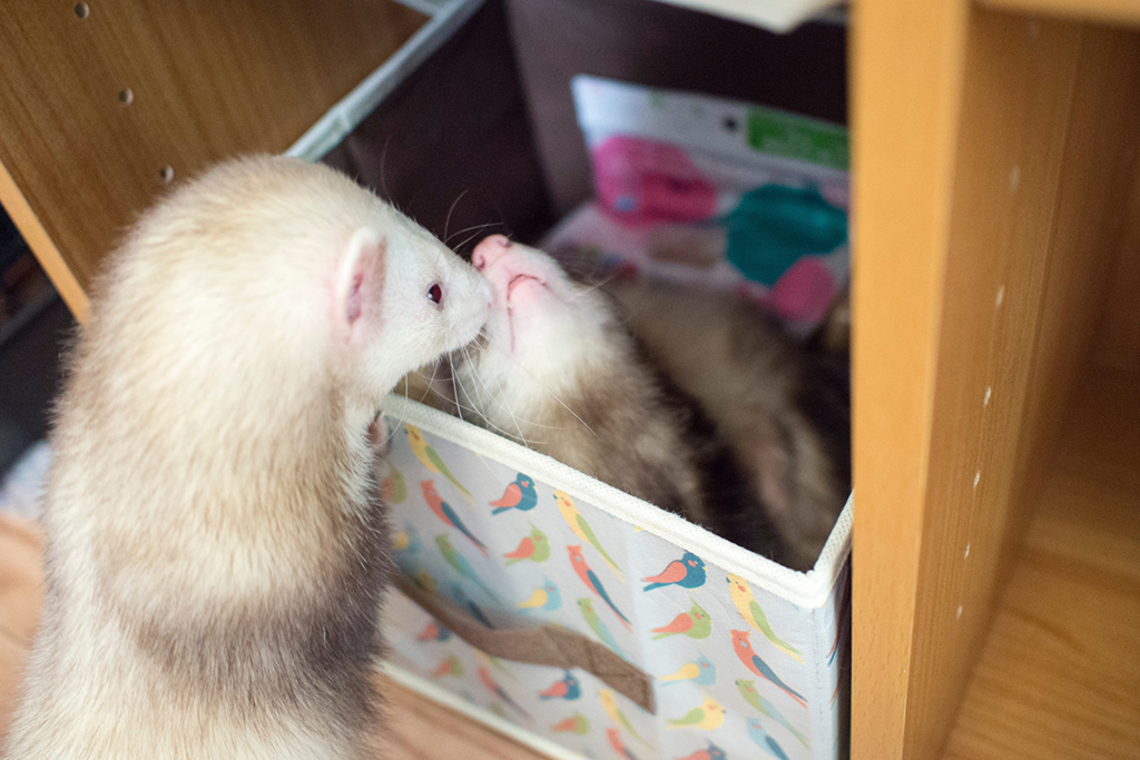 f:id:rokuzeudon:20160208185732j:plain