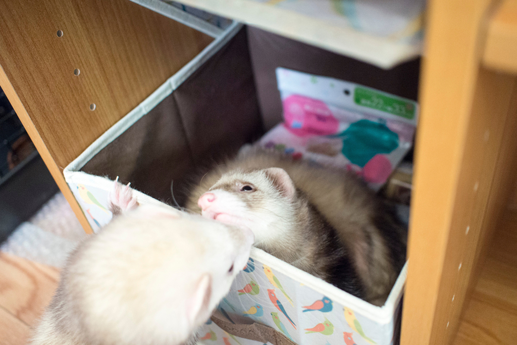 f:id:rokuzeudon:20160208185738j:plain