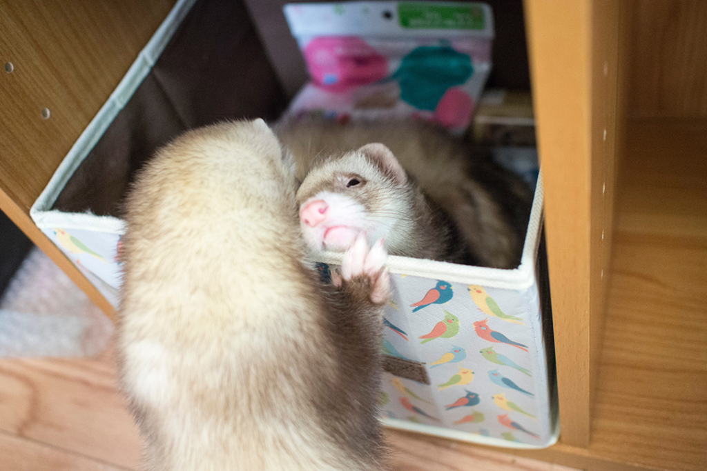 f:id:rokuzeudon:20160208185743j:plain