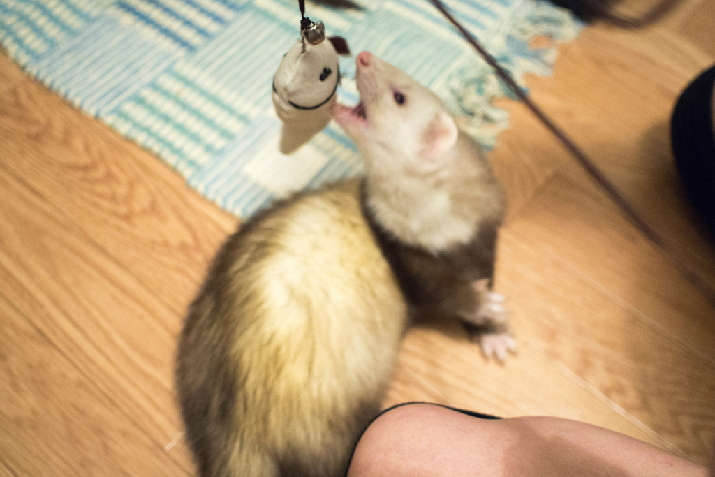 f:id:rokuzeudon:20160208193411j:plain