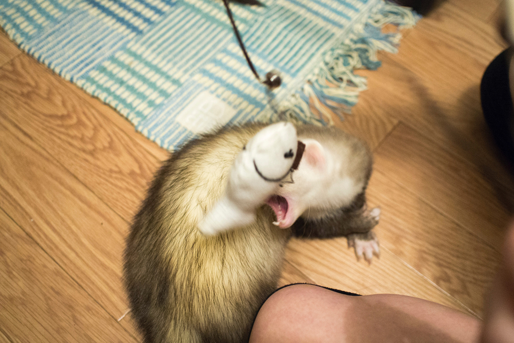 f:id:rokuzeudon:20160208193419j:plain