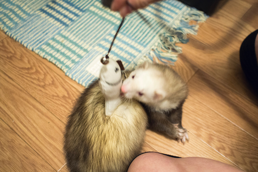 f:id:rokuzeudon:20160208193425j:plain