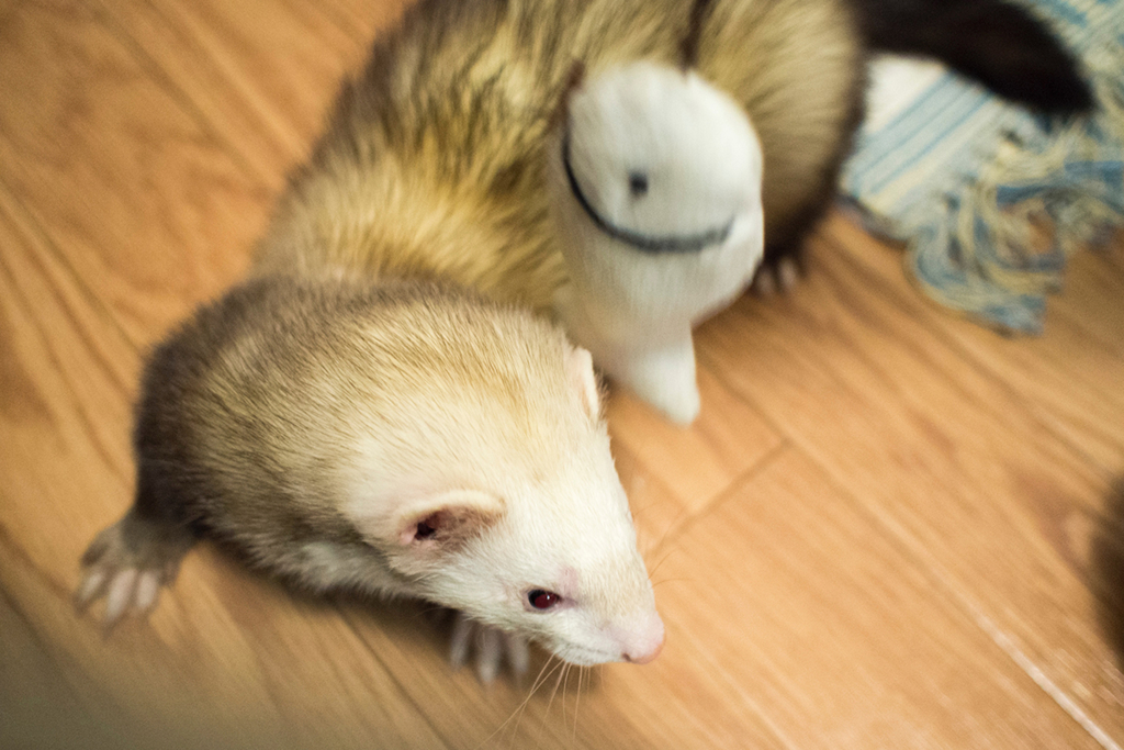 f:id:rokuzeudon:20160208193431j:plain