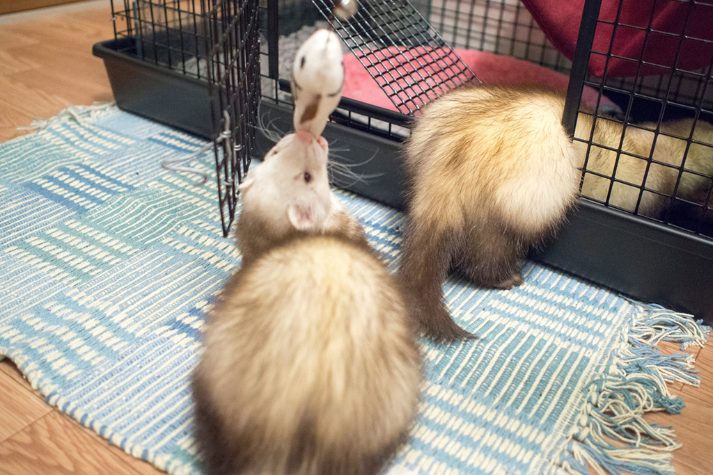 f:id:rokuzeudon:20160208193501j:plain