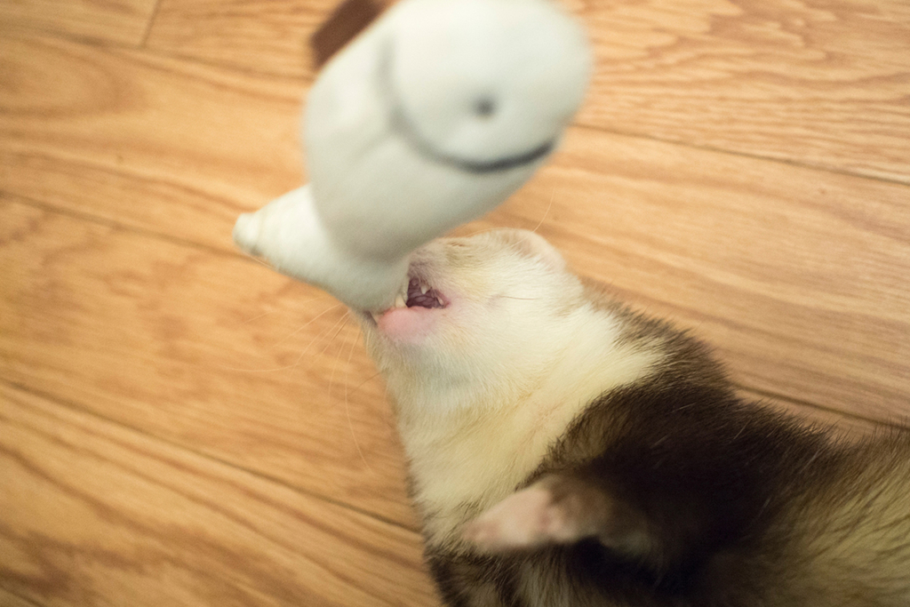 f:id:rokuzeudon:20160208193529j:plain