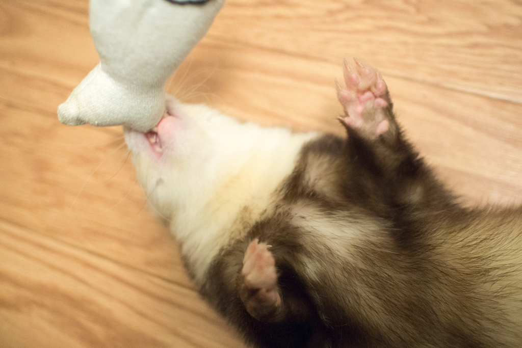 f:id:rokuzeudon:20160208193533j:plain