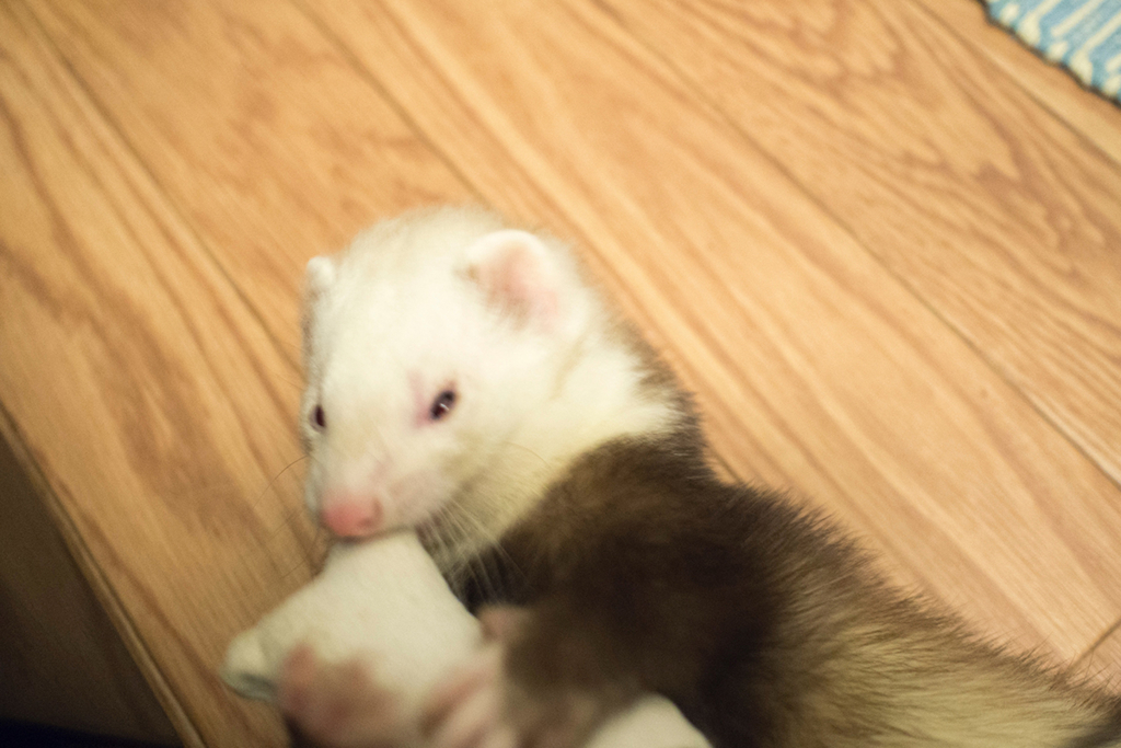 f:id:rokuzeudon:20160208193537j:plain