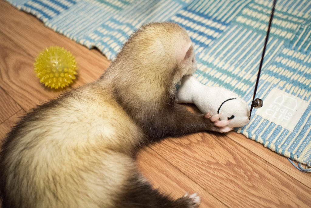 f:id:rokuzeudon:20160208193546j:plain