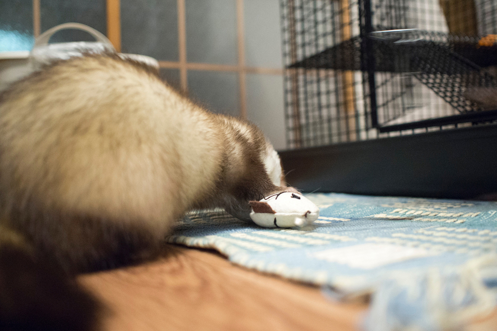 f:id:rokuzeudon:20160208193551j:plain