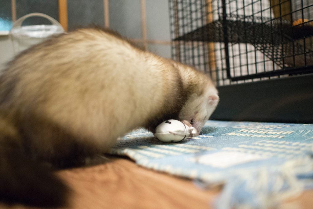 f:id:rokuzeudon:20160208193603j:plain