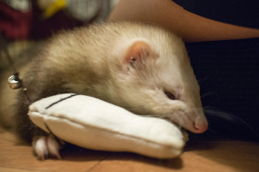 f:id:rokuzeudon:20160208193611j:plain