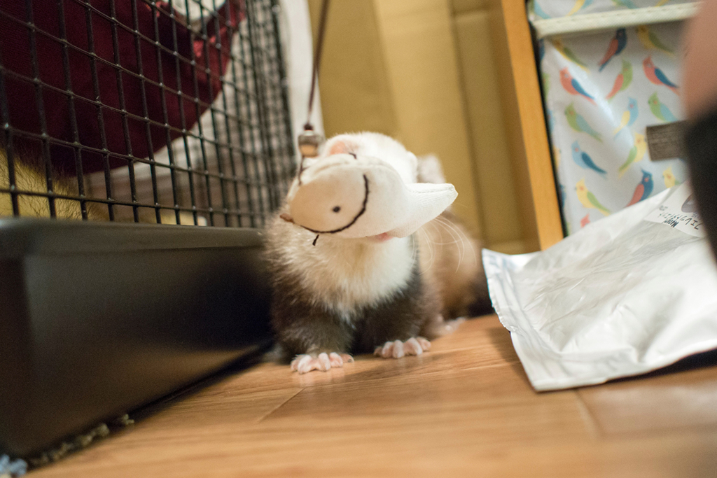 f:id:rokuzeudon:20160208193616j:plain