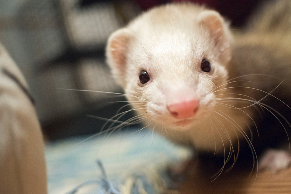 f:id:rokuzeudon:20160208193621j:plain