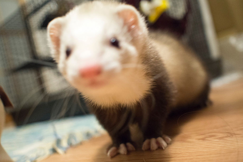 f:id:rokuzeudon:20160208193634j:plain