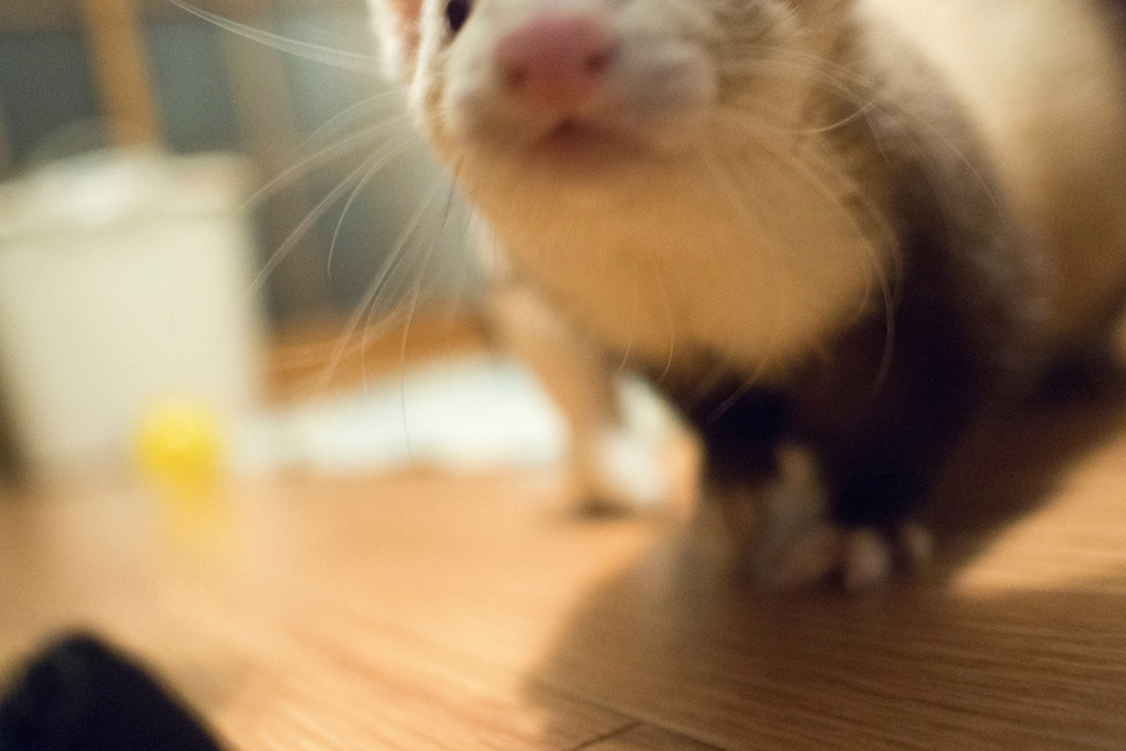 f:id:rokuzeudon:20160208193638j:plain