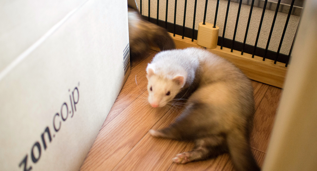 f:id:rokuzeudon:20160304194235j:plain