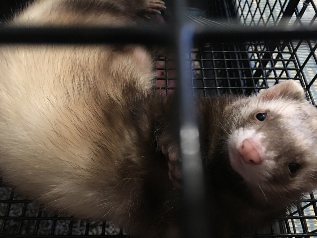 f:id:rokuzeudon:20160309165930j:plain