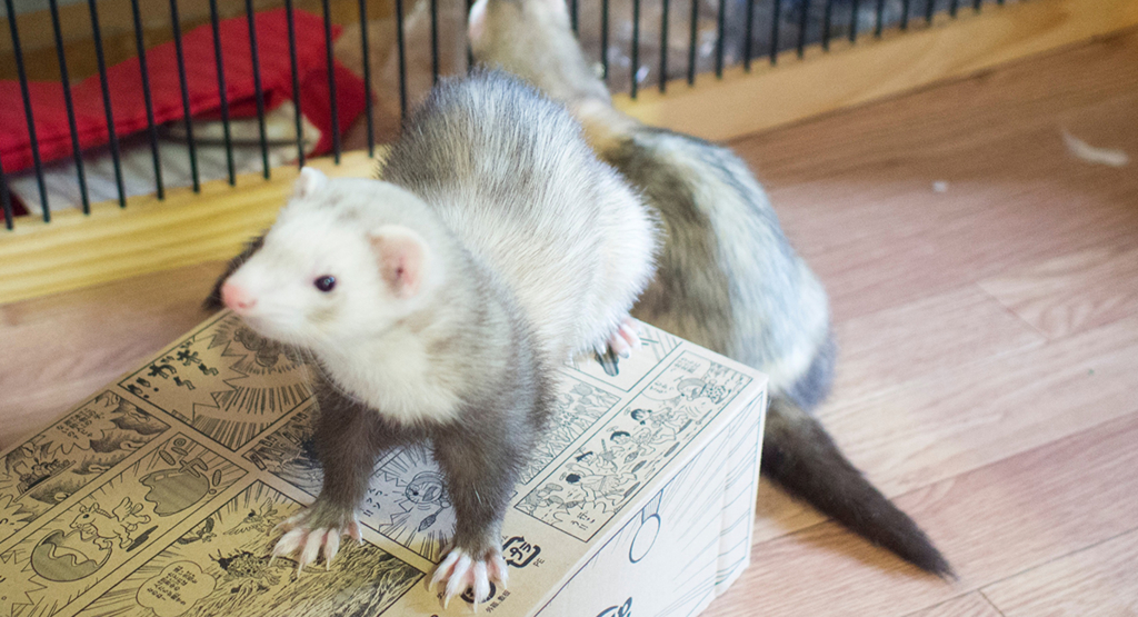 f:id:rokuzeudon:20160403234040j:plain