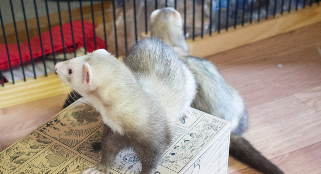 f:id:rokuzeudon:20160403234043j:plain