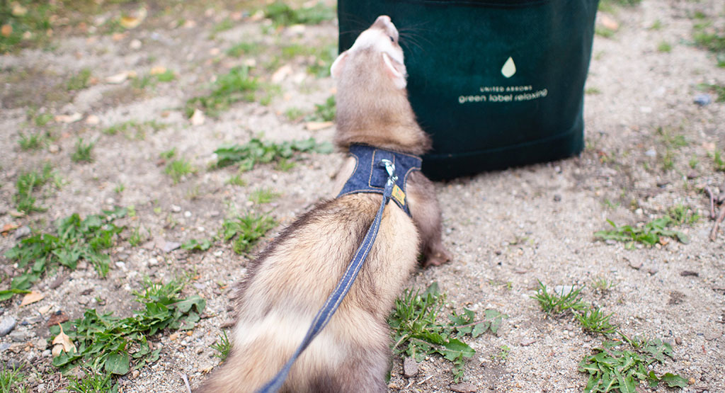 f:id:rokuzeudon:20160424163735j:plain