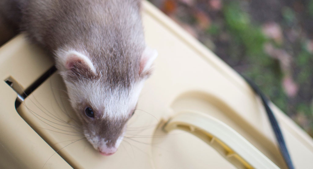 f:id:rokuzeudon:20160424163738j:plain