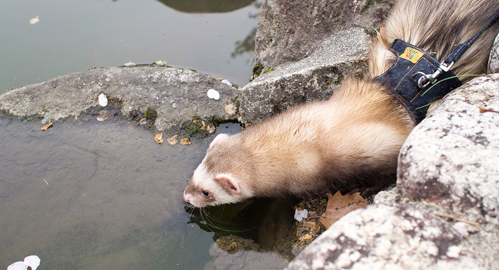 f:id:rokuzeudon:20160424163740j:plain