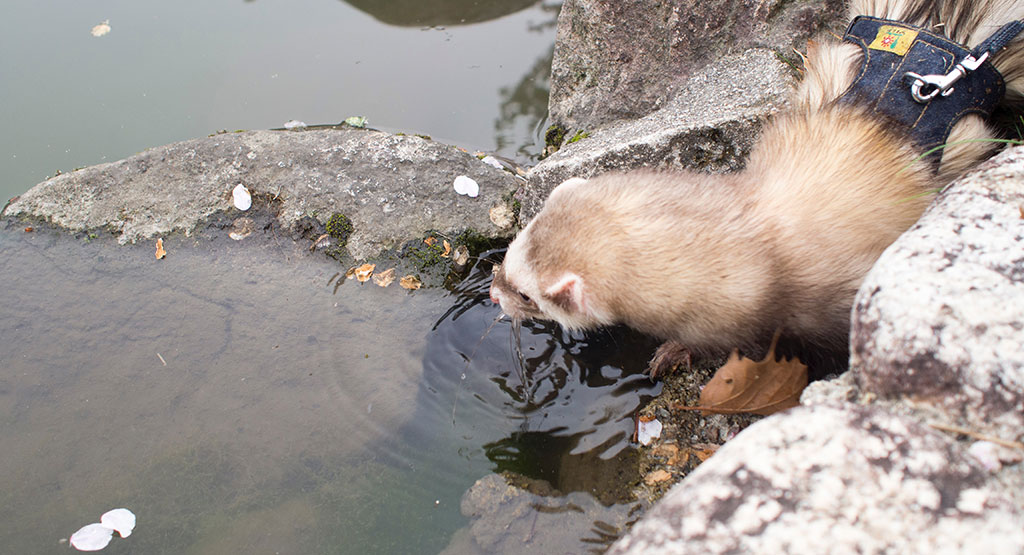 f:id:rokuzeudon:20160424163742j:plain