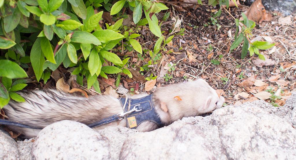 f:id:rokuzeudon:20160424163744j:plain