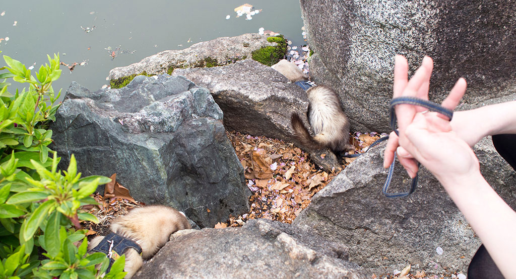 f:id:rokuzeudon:20160424163746j:plain