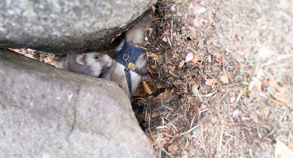 f:id:rokuzeudon:20160424163748j:plain