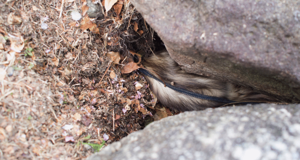 f:id:rokuzeudon:20160424163750g:plain