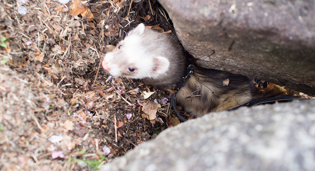 f:id:rokuzeudon:20160424163756j:plain