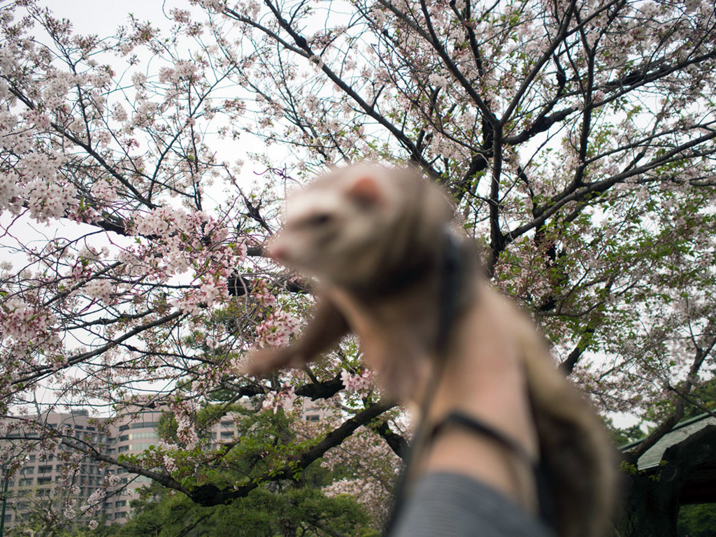 f:id:rokuzeudon:20160424163757j:plain