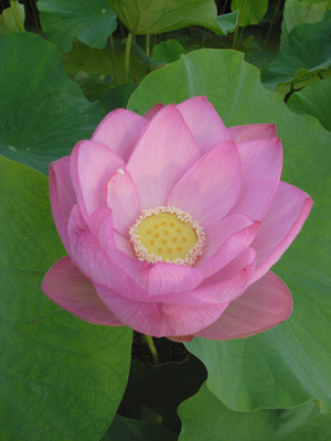 f:id:romasen:20090705061616j:image f:id:romasen:20090705061616j:image