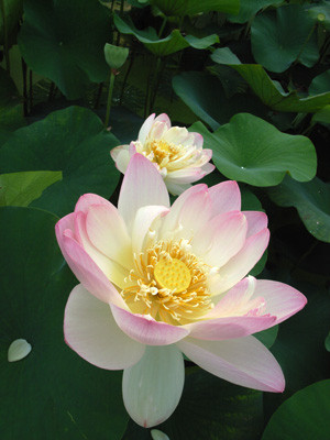 f:id:romasen:20090705062125j:image f:id:romasen:20090705062125j:image