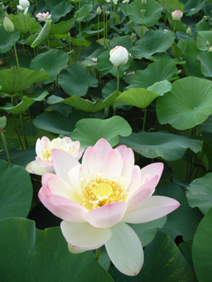 f:id:romasen:20090705062140j:image f:id:romasen:20090705062140j:image