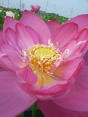 f:id:romasen:20090705062442j:image f:id:romasen:20090705062442j:image