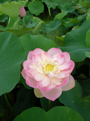 f:id:romasen:20090705062842j:image f:id:romasen:20090705062842j:image