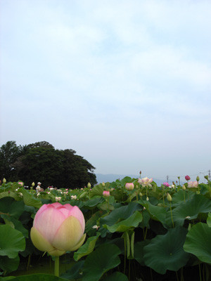 f:id:romasen:20090705062900j:image f:id:romasen:20090705062900j:image