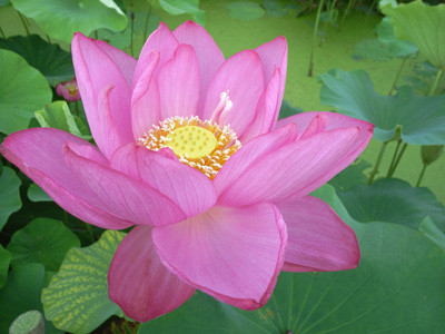 f:id:romasen:20090705063417j:image f:id:romasen:20090705063417j:image
