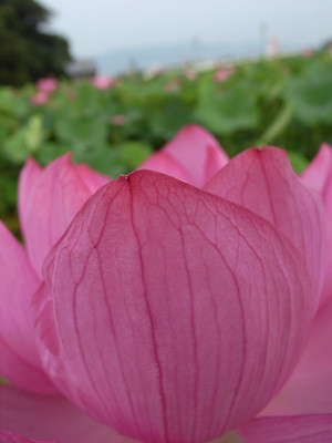 f:id:romasen:20090705063520j:image f:id:romasen:20090705063520j:image