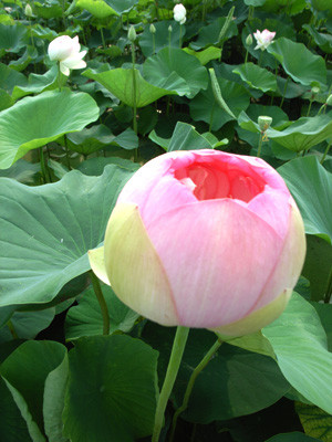 f:id:romasen:20090705063613j:image f:id:romasen:20090705063613j:image