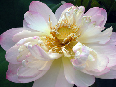 f:id:romasen:20090705063618j:image f:id:romasen:20090705063618j:image