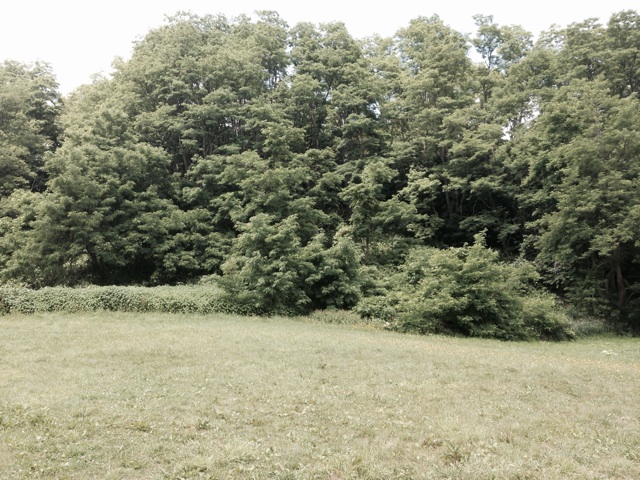 f:id:rondo_carrousel136:20140705201004j:plain f:id:rondo_carrousel136:20140705201004j:plain