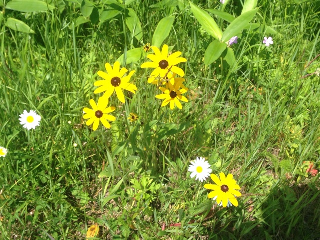 f:id:rondo_carrousel136:20140715212834j:plain f:id:rondo_carrousel136:20140715212834j:plain