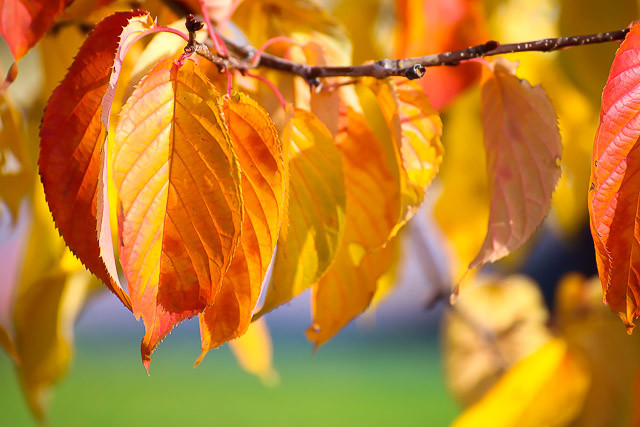 f:id:ropross:20141015222905j:plain